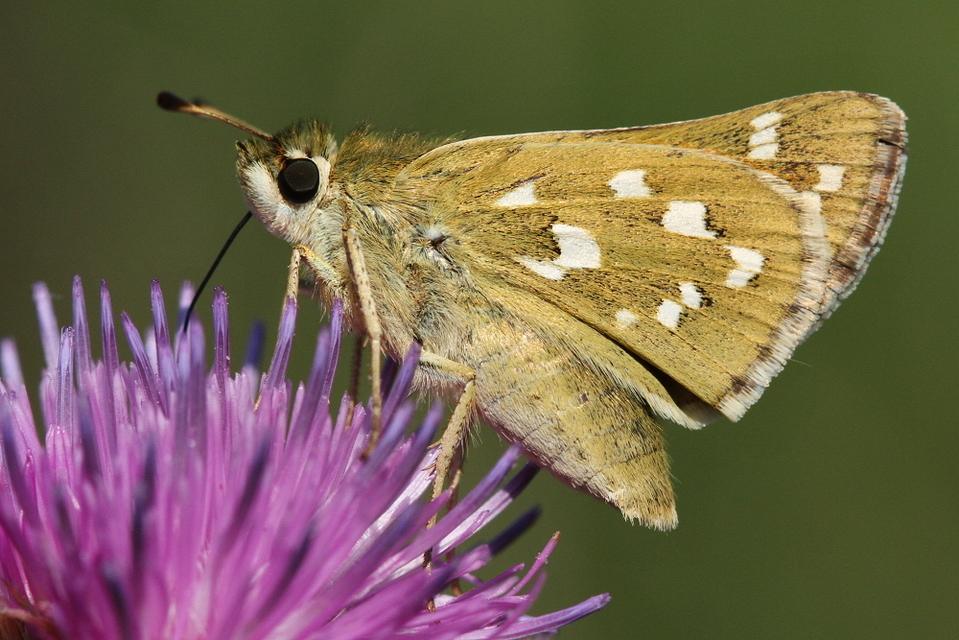 Hesperia comma - vesszős busalepke