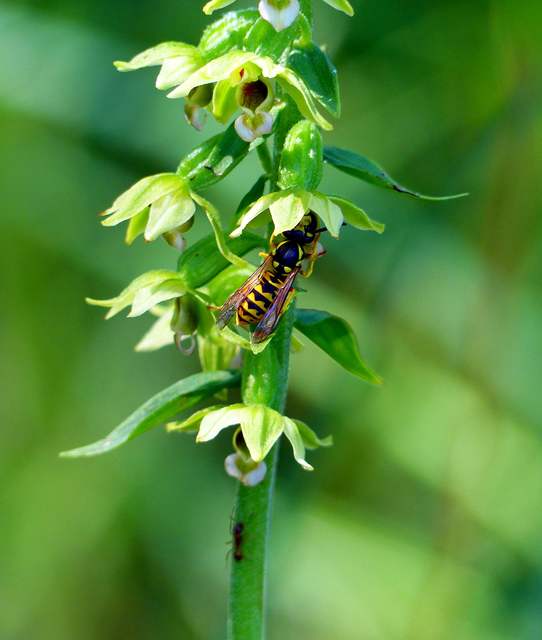 Vespula germanica - német darázs