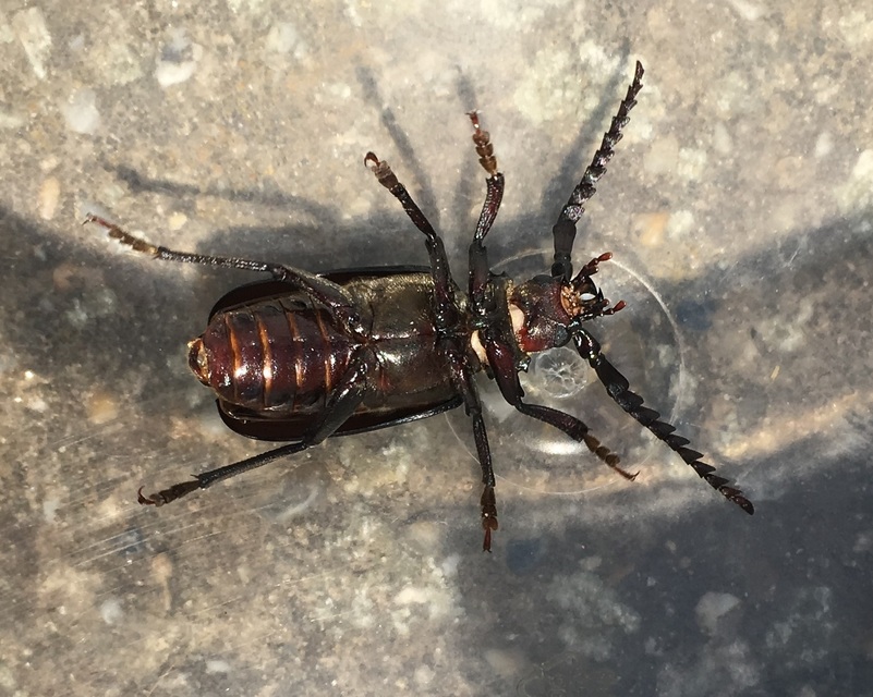 Prionus coriarius - csőszcincér