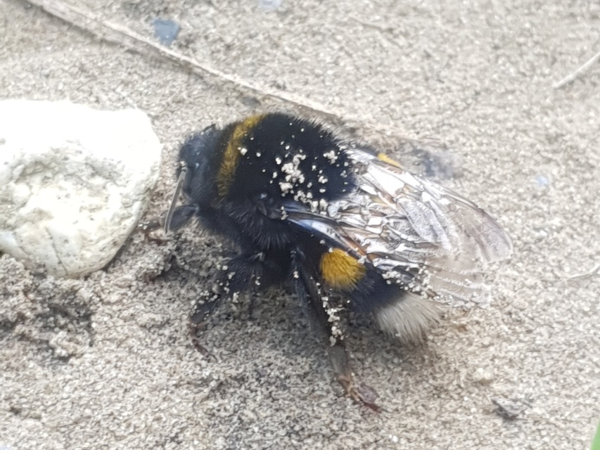 Bombus terrestris/lucorum