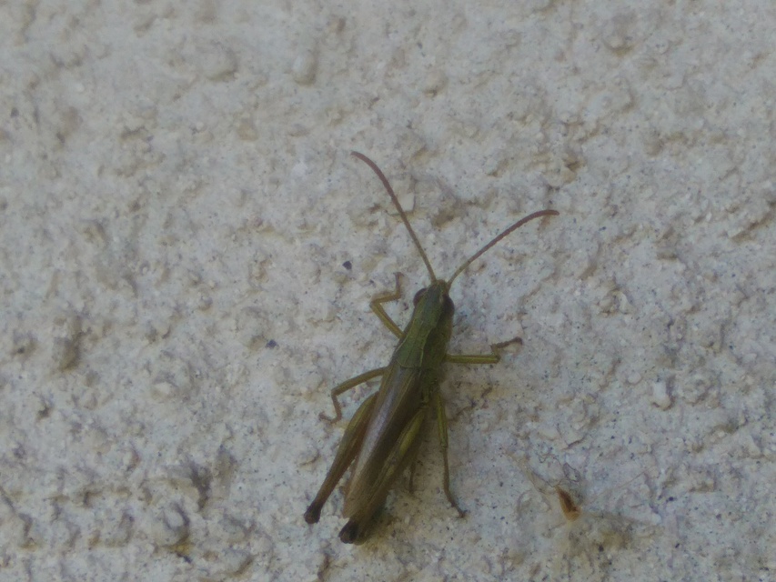 Pseudochorthippus parallelus - közönséges rétisáska