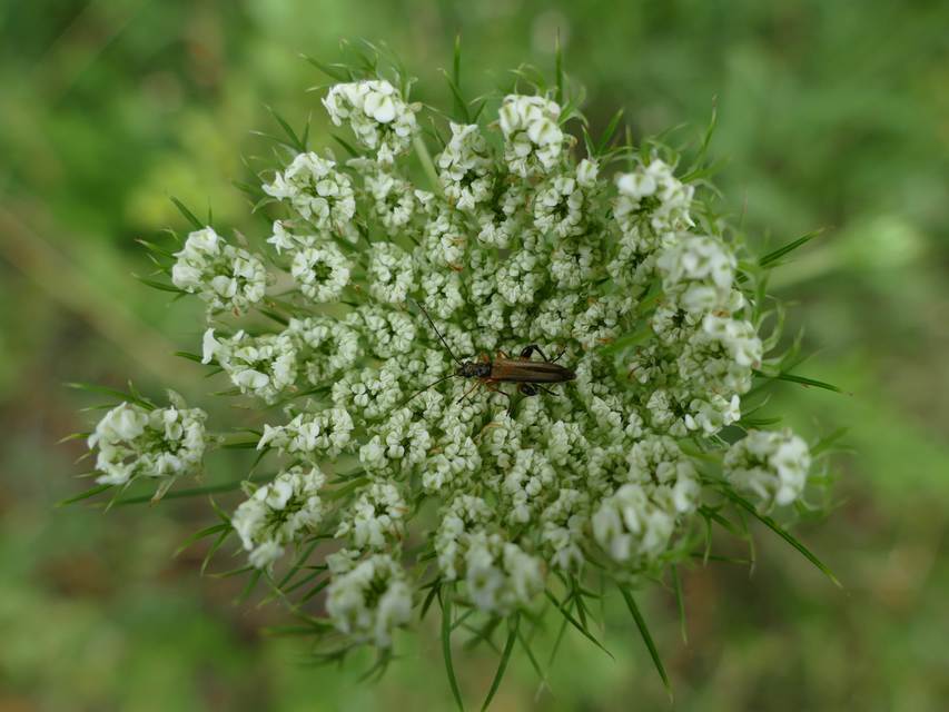 Oedemera podagrariae - székfű-álcincér