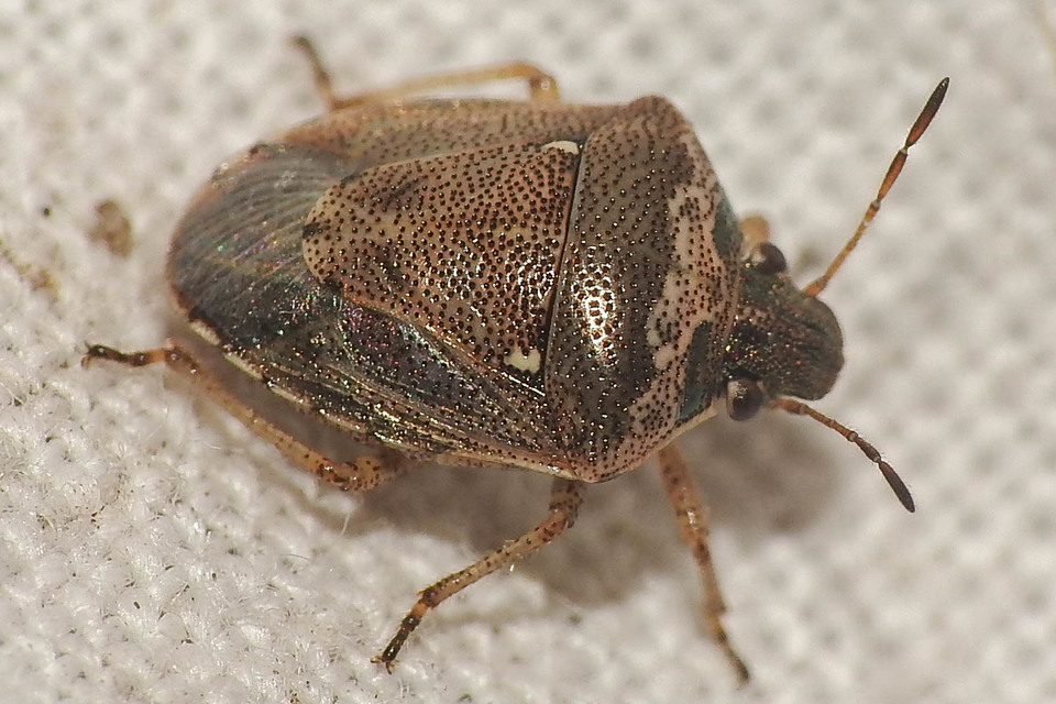 Eysarcoris ventralis - fakó feketefejű-poloska Eysarcoris ventralis - fakó feketefejű-poloska