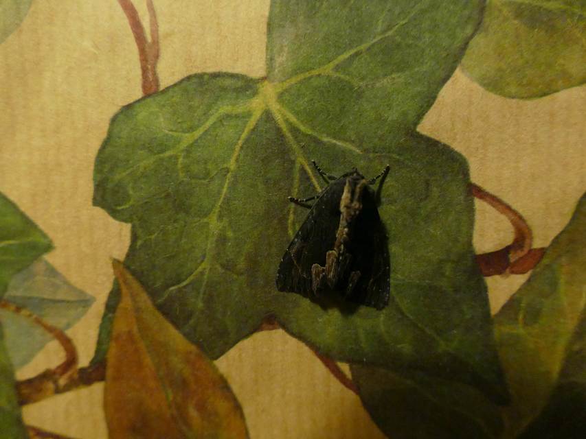 Dypterygia scabriuscula - szurokbarna nyáribagoly