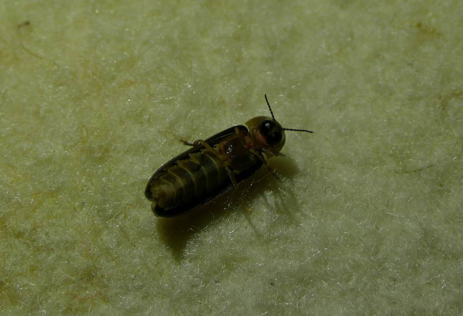 Lampyris noctiluca - nagy szentjánosbogár