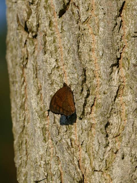 Minois dryas - fekete szemeslepke