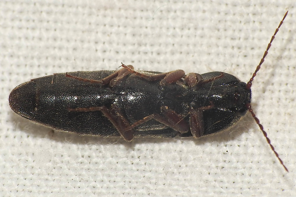 Melanotus