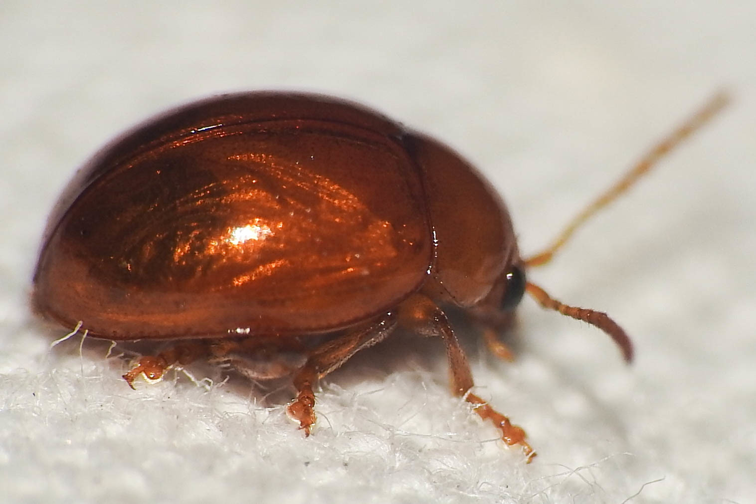 Sphaeroderma testaceum - tojásdad bogáncs-földibolha