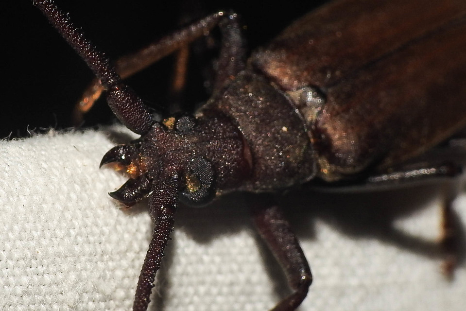Aegosoma scabricorne - diófacincér