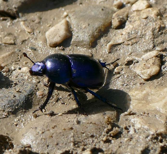 Trypocopris vernalis - tavaszi álganéjtúró