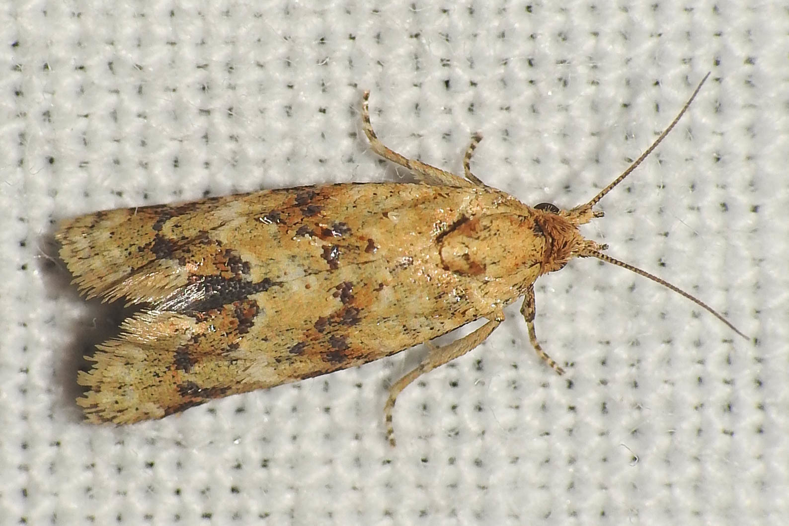 Aethes williana - gyopár-fúrómoly