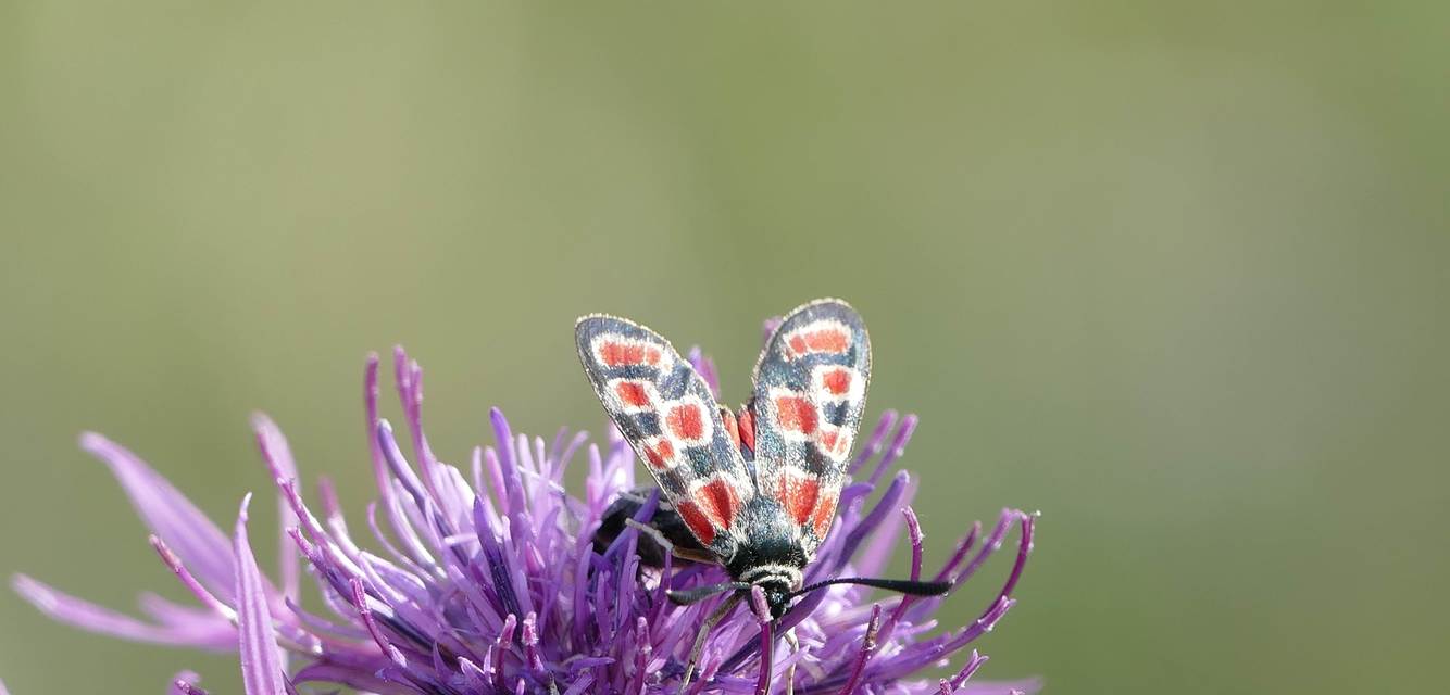 Zygaena carniolica - fehérgyűrűs csüngőlepke
