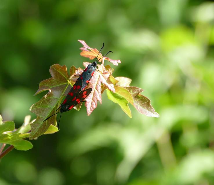 Zygaena filipendulae - acélszínű csüngőlepke