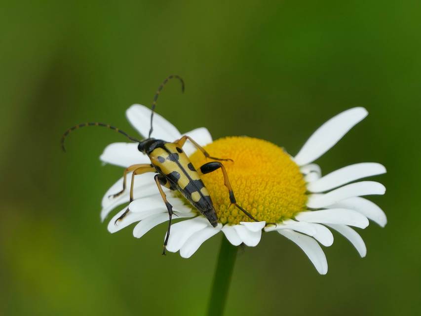 Rutpela maculata - tarkacsápú karcsúcincér