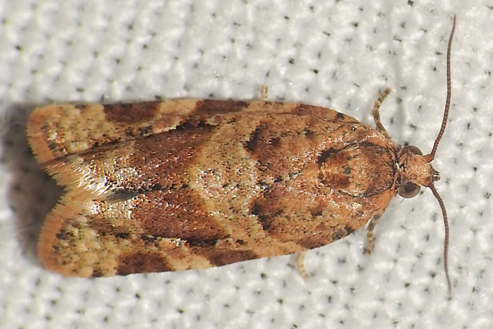 Argyrotaenia ljungiana - ékes sodrómoly