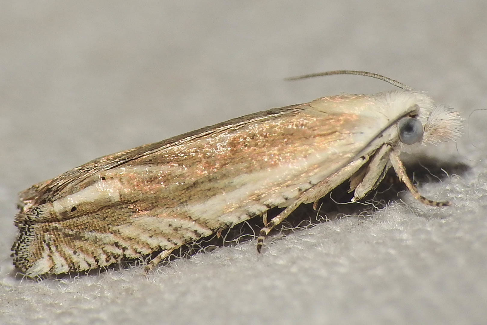 Eucosma albidulana - zsoltína-tükrösmoly