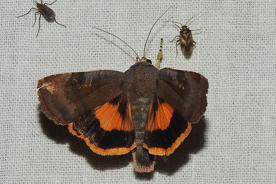 Noctua janthe - lappangó sárgafűbagoly