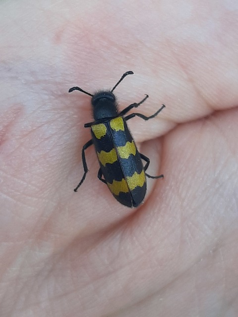 Mylabris variabilis - szalagos hólyaghúzó Mylabris variabilis - szalagos hólyaghúzó