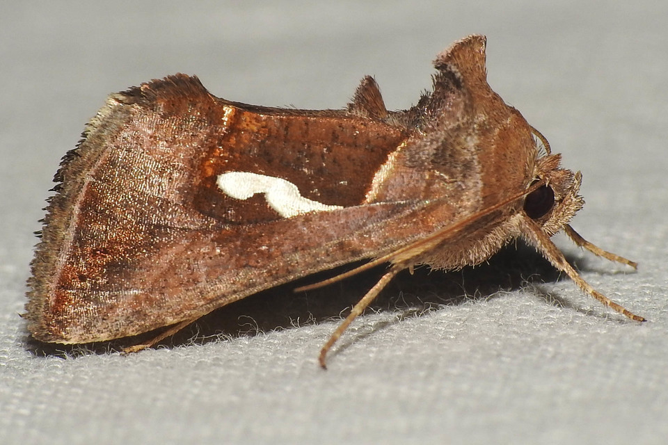 Macdunnoughia confusa - cseppfoltos ezüstbagoly