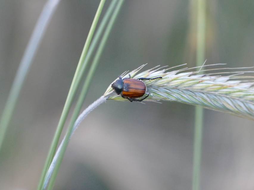 Anisoplia austriaca - osztrák szipoly