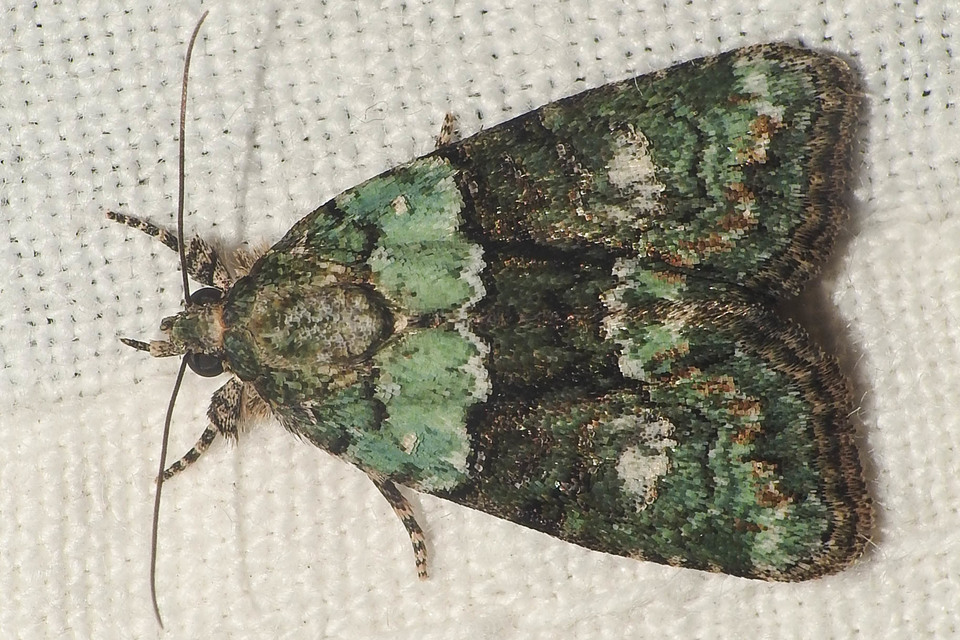 Cryphia algae - sárgászöld zuzmóbagoly