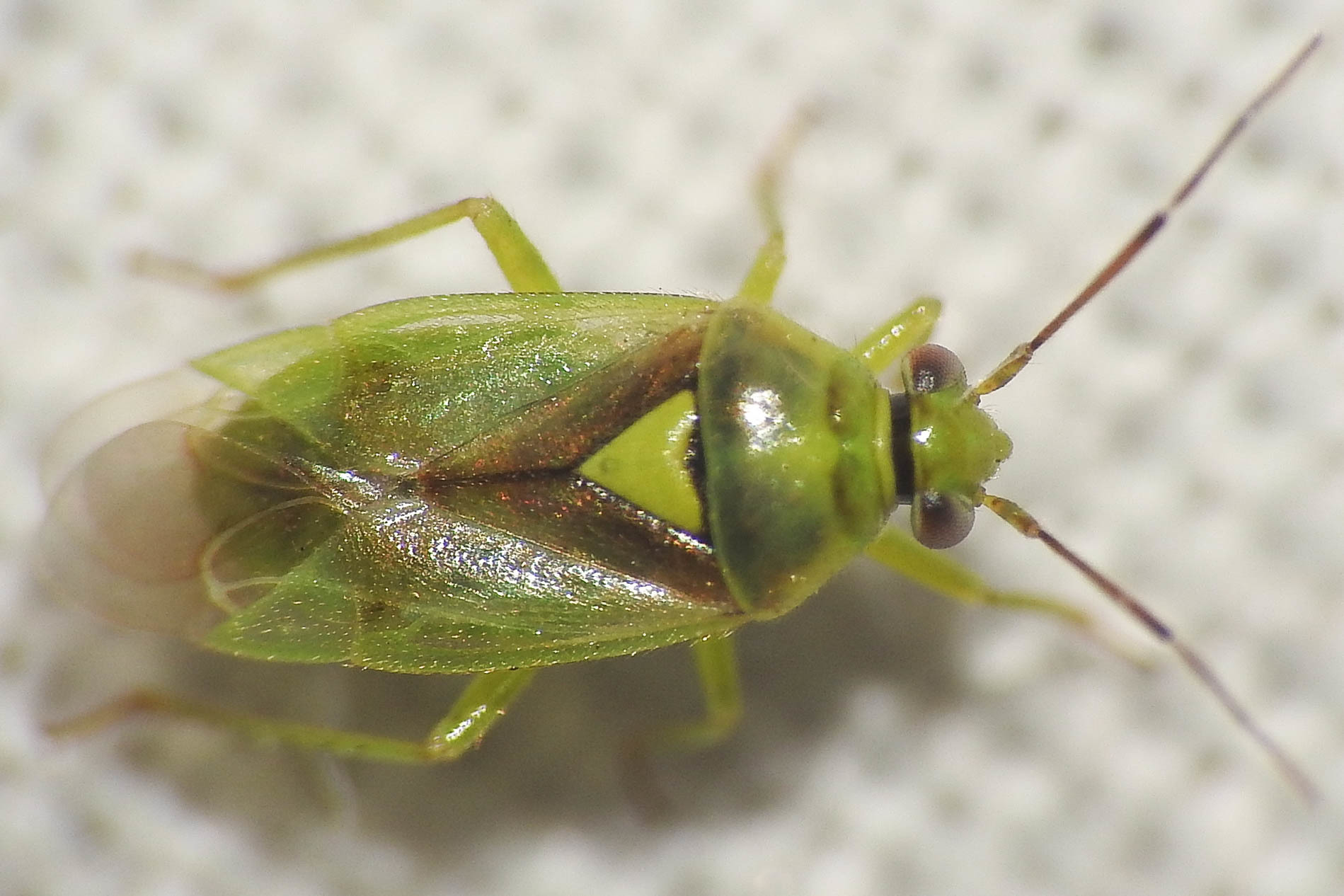 Orthops campestris - kis réti mezeipoloska