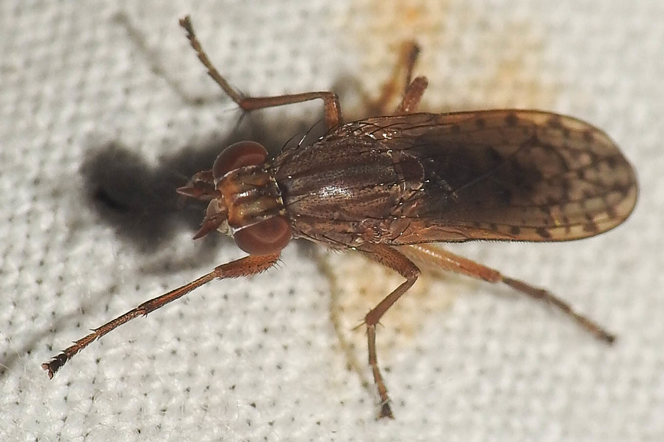 Sciomyzidae - szarvaslégyfélék