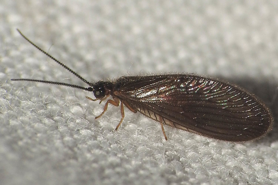 Sisyra nigra