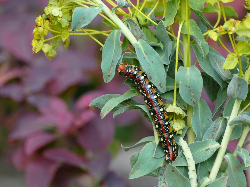 Hyles euphorbiae - kutyatejszender
