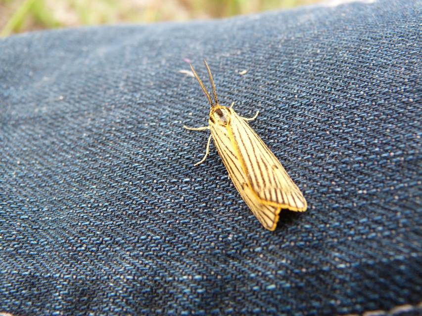 Spiris striata - csíkos molyszövő