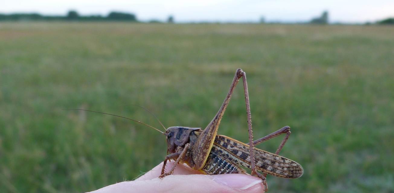 Decticus verrucivorus - szemölcsevő szöcske