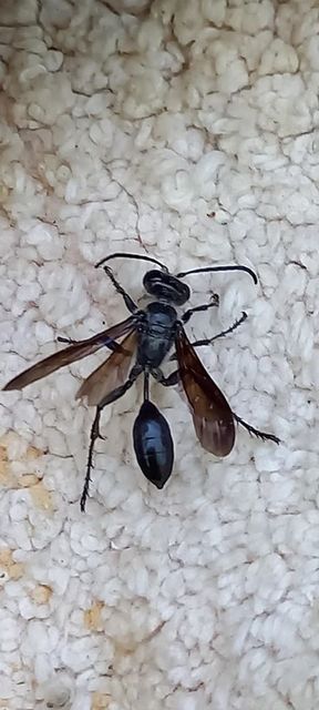 Isodontia mexicana - mexikói fűdarázs