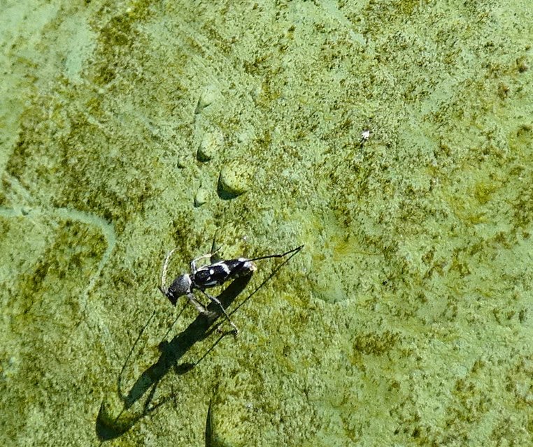 Chlorophorus sartor - feketevállú darázscincér