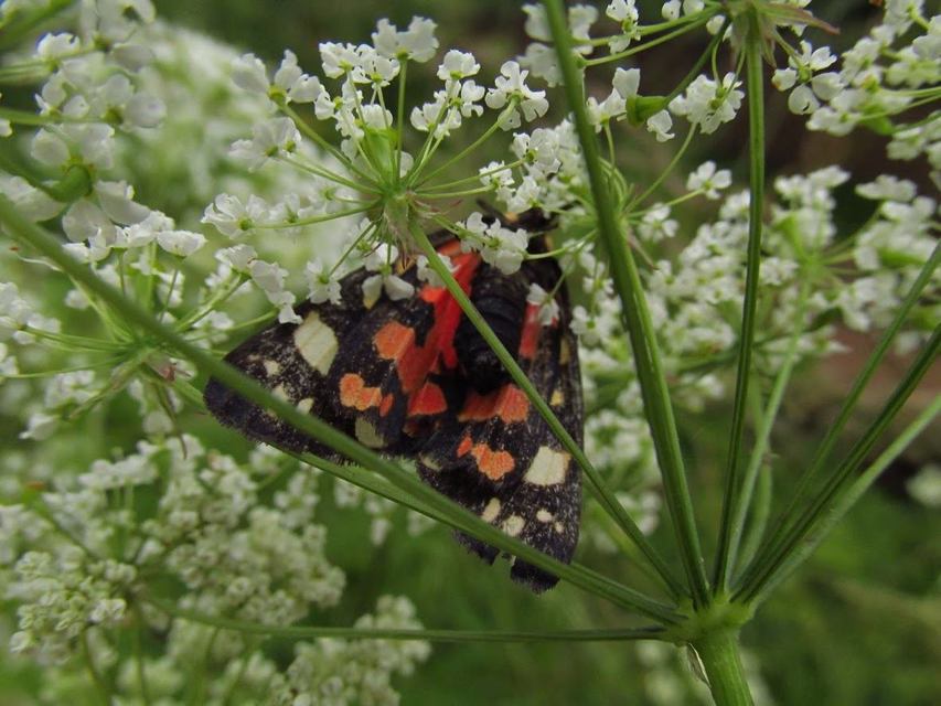 Callimorpha dominula - fémes medvelepke