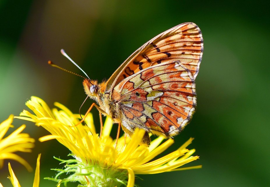 Boloria euphrosyne - árvácska-gyöngyházlepke