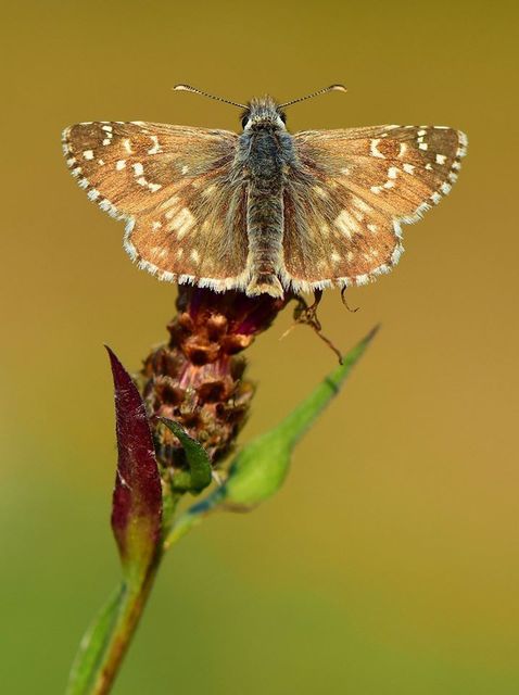 Pyrgus armoricanus - feles busalepke