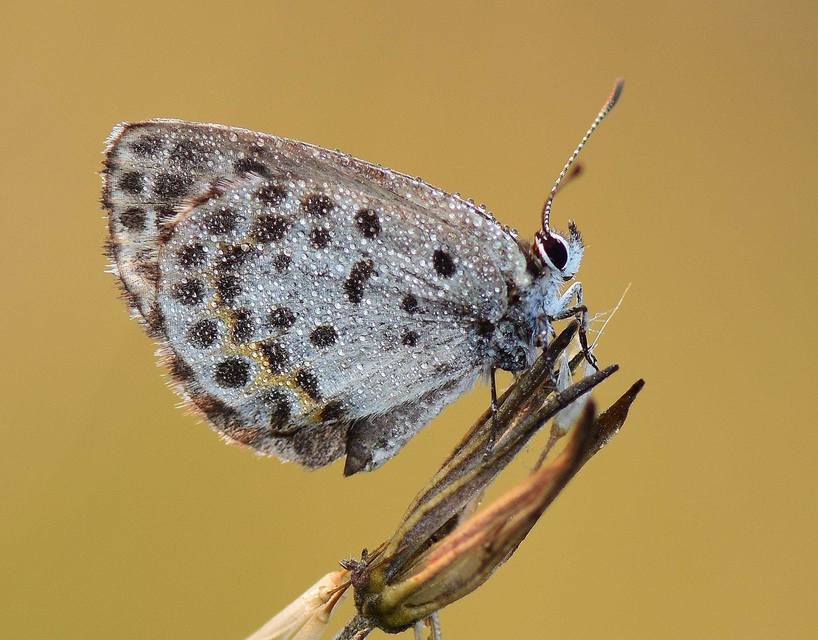Scolitantides orion - szemes boglárka