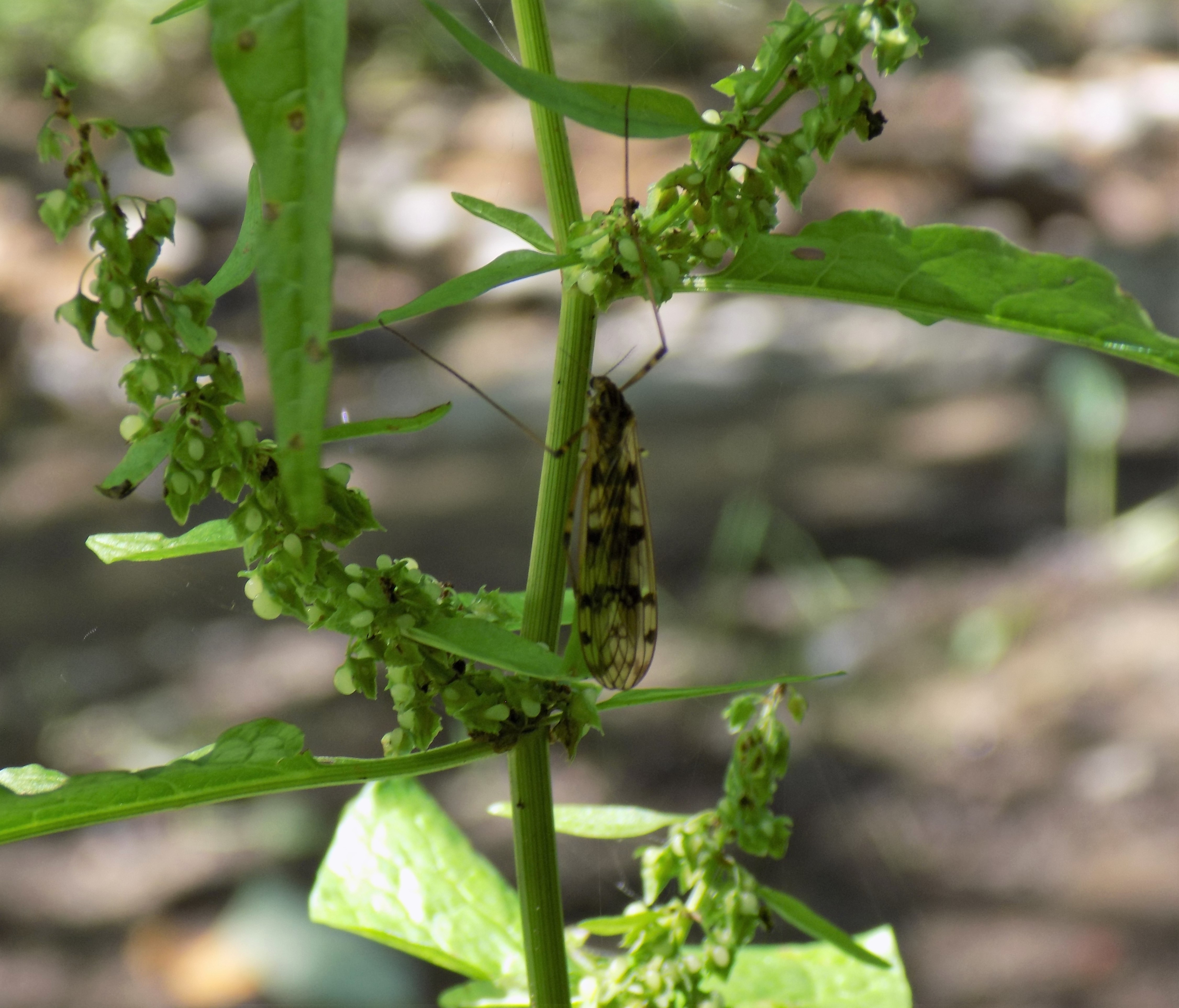 Metalimnobia quadrimaculata