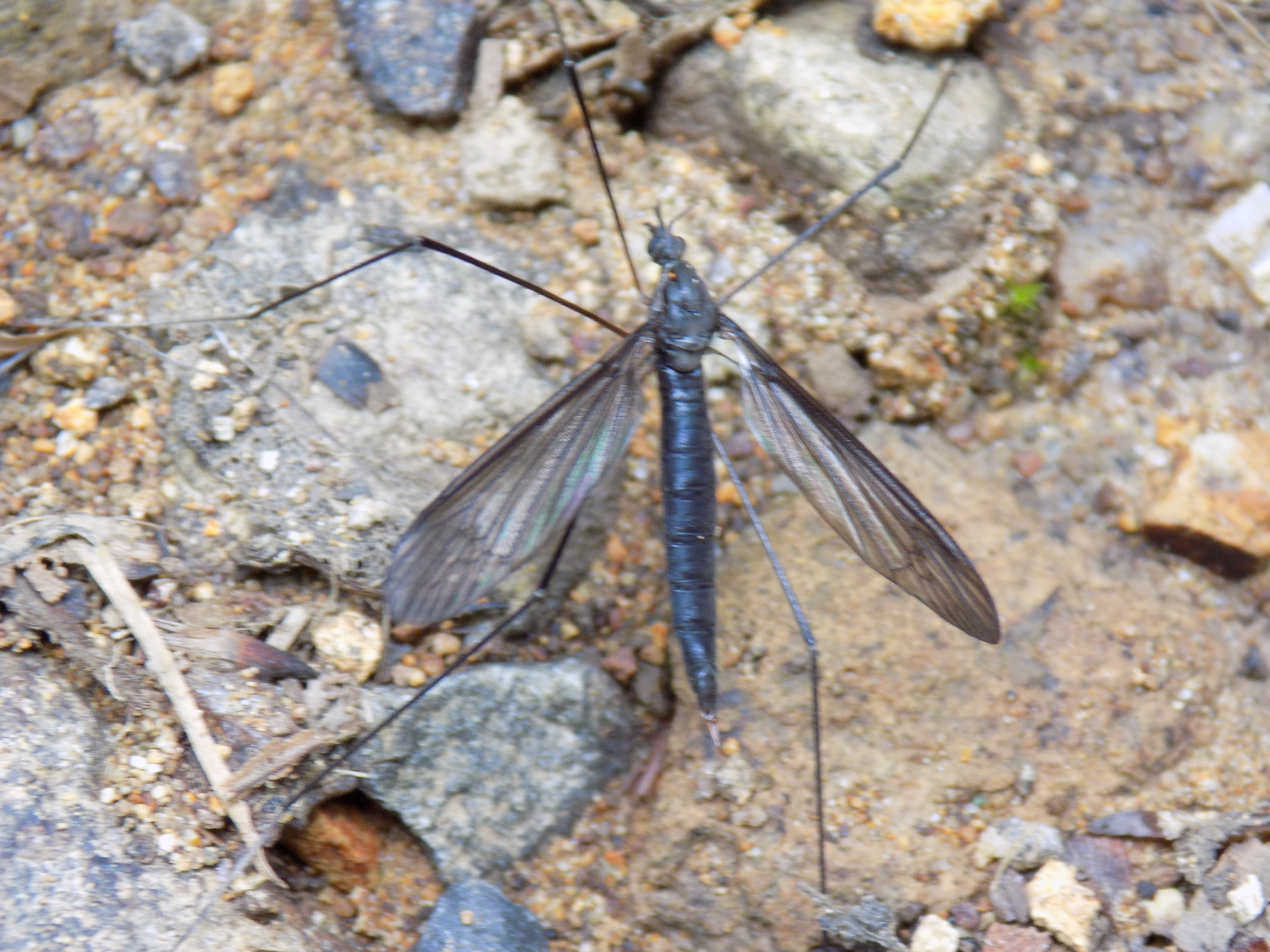 Hexatoma chirothecata