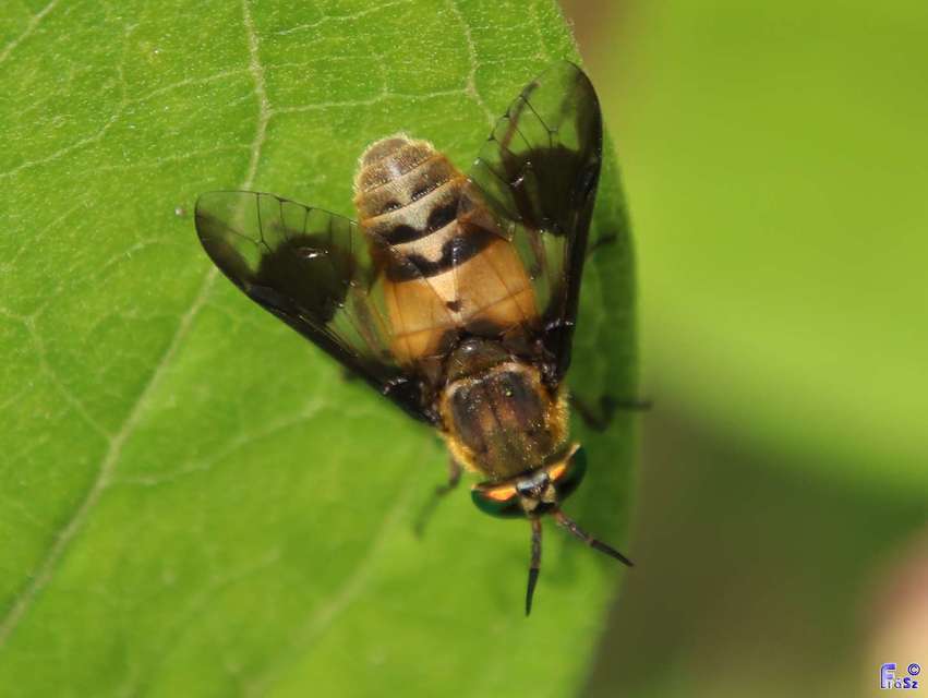 Chrysops viduatus - egyfoltos pőcsik