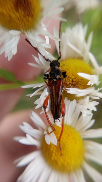 Stenopterus rufus - tarkacsápú keskenyfedőscincér