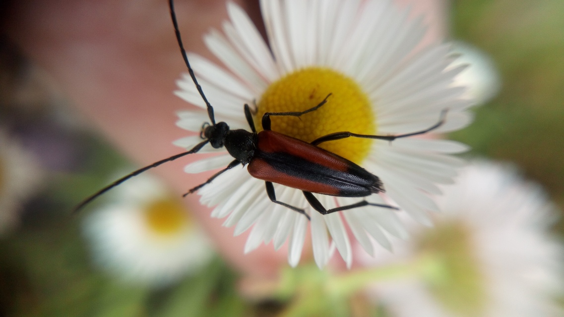 Stenurella melanura - feketevégű karcsúcincér