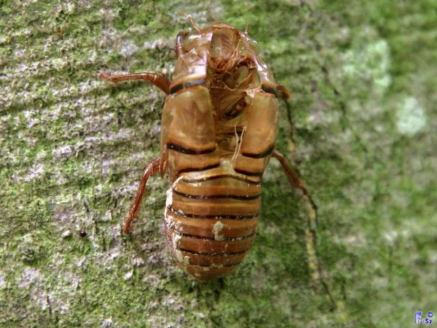 Cicadidae - énekeskabócák