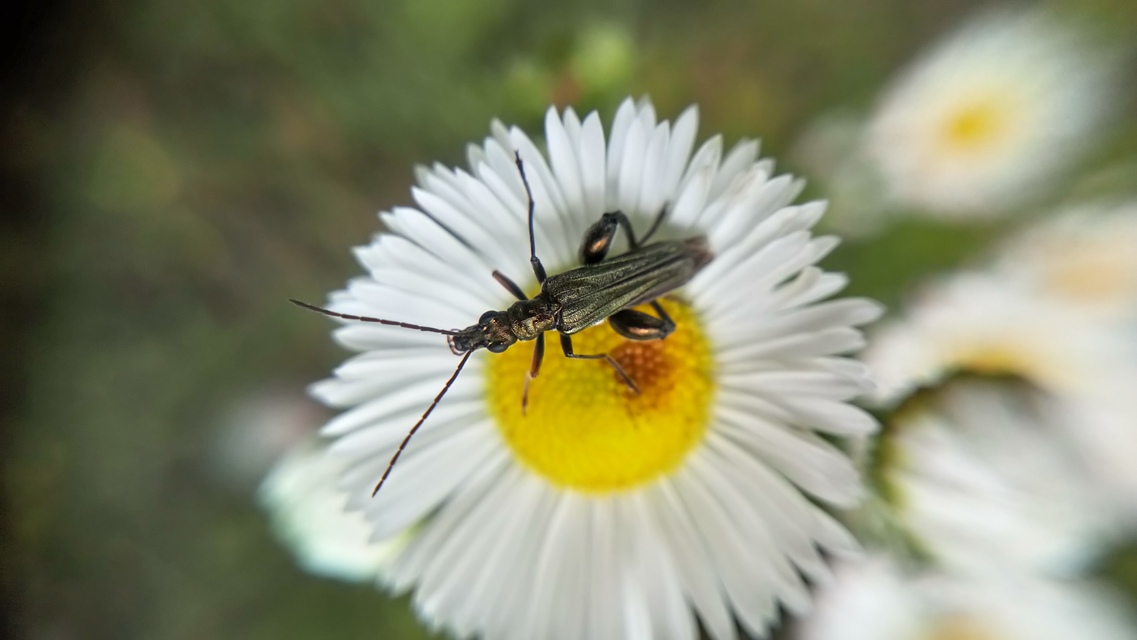 Oedemera flavipes - sárgalábú álcincér Oedemera flavipes - sárgalábú álcincér