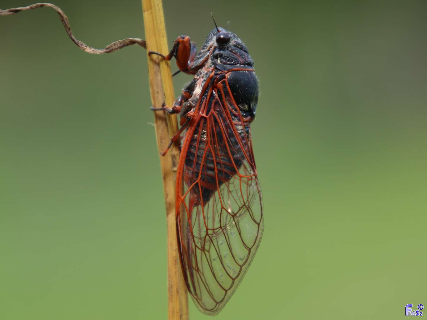 Tibicina haematodes - óriás-énekeskabóca