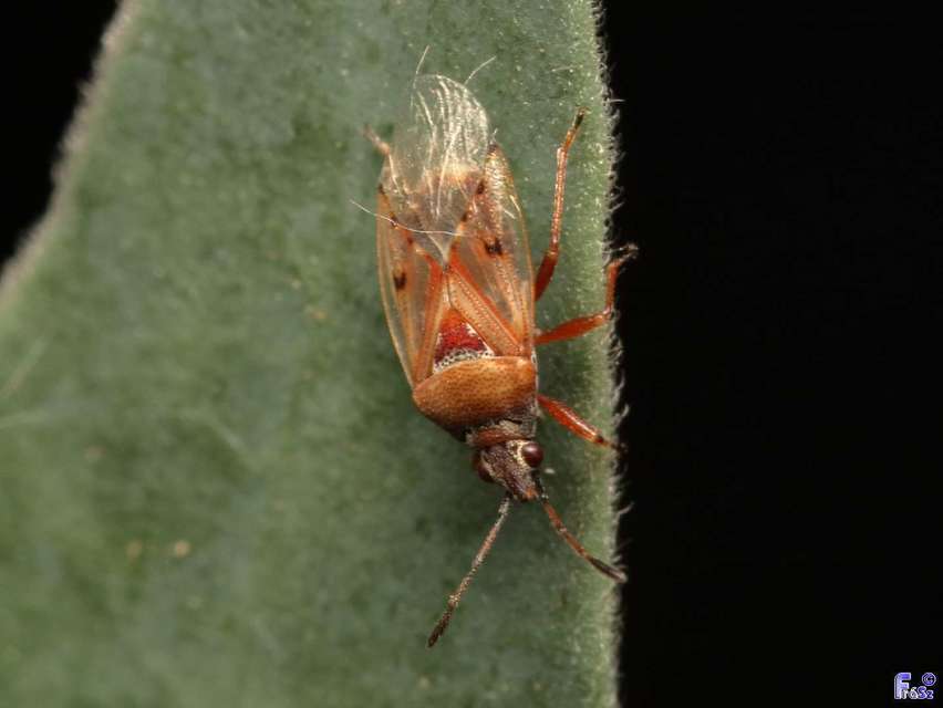 Kleidocerys resedae - nyírbodobács