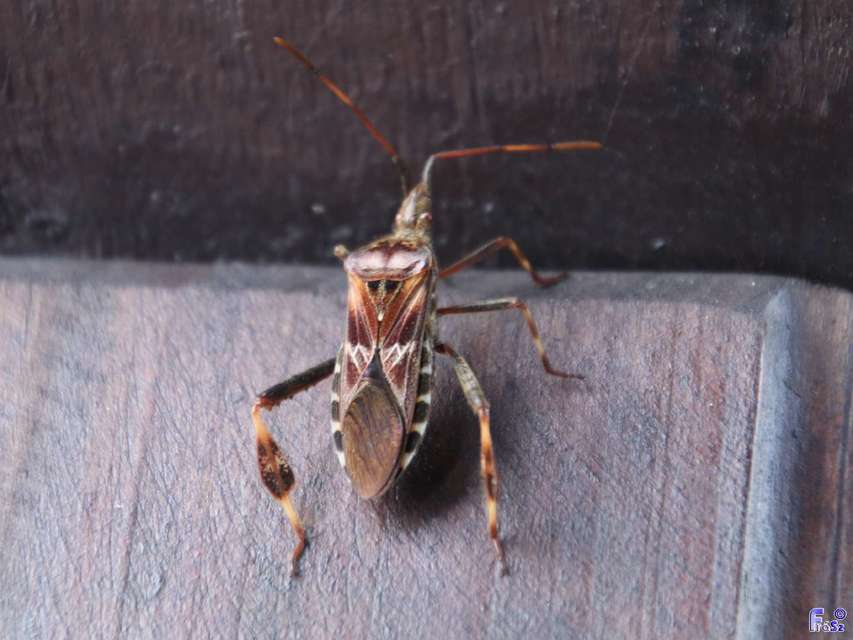 Leptoglossus occidentalis - nyugati levéllábú poloska