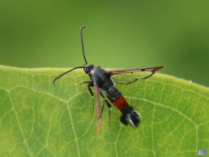 Synanthedon formicaeformis - hangyaszitkár