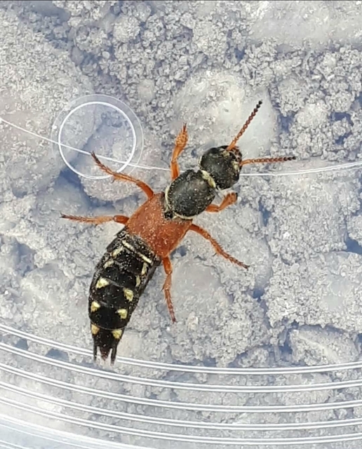 Staphylinus caesareus - aranysujtásos holyva