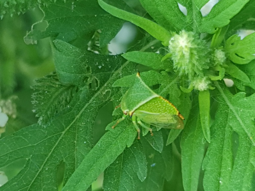 Stictocephala bisonia - bivalykabóca